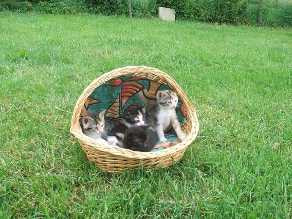 4 Katzenbabys im Korb auf der Wiese