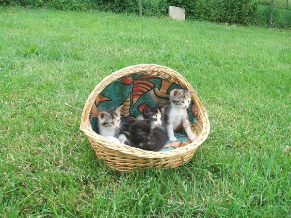 4 kleine Katzen im Korb auf der Wiese