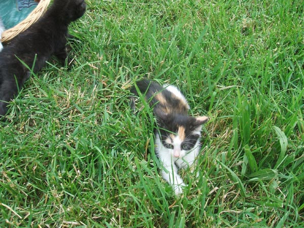 Katzenkind probiert Gras