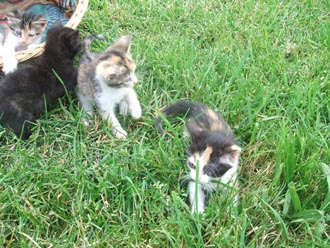 kleine Katzen im Garten