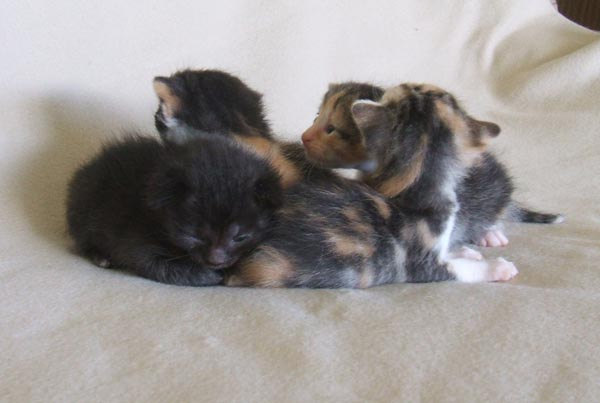 4 Katzenbabys auf der Decke